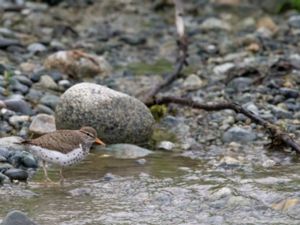 Actitis macularius - Spotted Sandpiper - Fläckdrillsnäppa