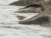 Actitis macularius ad Utlängan, Karlskrona, Blekinge, Sweden 20060728B 066