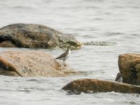 Actitis macularius ad Utlängan, Karlskrona, Blekinge, Sweden 20060728B 137