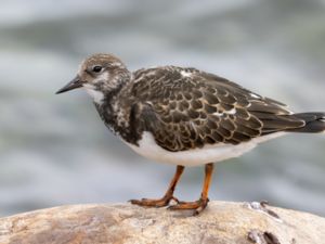 Arenaria interpres - Ruddy Turnstone - Roskarl