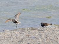 Calidris alpina et Arenaria interpres ad Stranden mellan brygga 4 och 5, Ribersborg, Malmö, Skåne, Sweden 20230722_0010