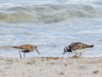 Calidris alpina et Arenaria interpres ad Stranden mellan brygga 4 och 5, Ribersborg, Malmö, Skåne, Sweden 20230722_0051