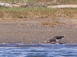 Arenaria melanocephala - Black Turnstone - Svart roskarl