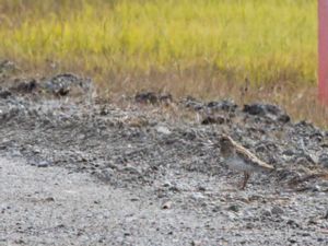 Calidris acuminata - Sharp-tailed Sandpiper - Spetsstjärtad snäppa