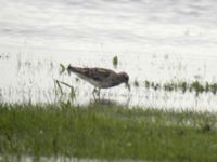 Calidris acuminata ad Foteviken, Vellinge, Skåne, Sweden 20070724 056