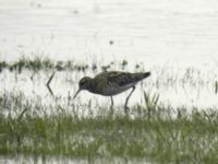 Calidris acuminata ad Foteviken, Vellinge, Skåne, Sweden 20070724 154