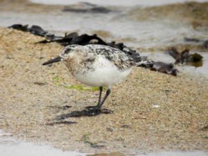 Calidris alba - Sanderling - Sandlöpare