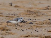 Calidris alba Caleta de Fuste, Fuerteventura, Canary Islands, Spain 20120222 319