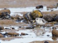 Calidris alba Caleta de Fuste, Fuerteventura, Canary Islands, Spain 20120222 328