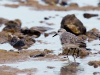 Calidris alba Caleta de Fuste, Fuerteventura, Canary Islands, Spain 20120222 329