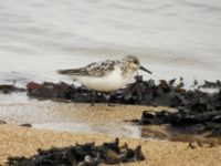 Calidris alba ad Simrishamn, Skåne, Sweden 20070802B 218