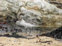 Calidris alba ad Simrishamn, Skåne, Sweden 20070802B 231