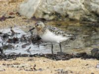 Calidris alba ad Simrishamn, Skåne, Sweden 20070802B 338