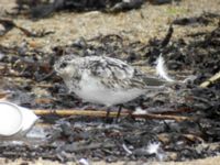 Calidris alba ad Simrishamn, Skåne, Sweden 20070802B 374