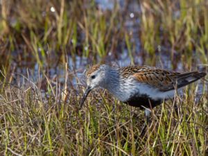 Calidris alpina - Dunlin - Kärrsnäppa