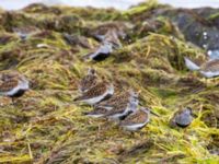 Calidris alpina Surfklubben, Klagshamns udde, Malmö, Skåne, Sweden 20230723_0049