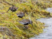 Calidris alpina Surfklubben, Klagshamns udde, Malmö, Skåne, Sweden 20230801_0003