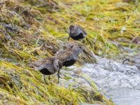 Calidris alpina Surfklubben, Klagshamns udde, Malmö, Skåne, Sweden 20230801_0009