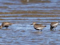 Calidris alpina ad Tygelsjö ängar, Malmö, Skåne, Sweden 20240714_0027