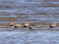 Calidris alpina ad Tygelsjö ängar, Malmö, Skåne, Sweden 20240714_0041