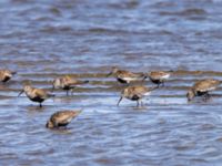 Calidris alpina ad Tygelsjö ängar, Malmö, Skåne, Sweden 20240714_0069