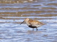 Calidris alpina ad Tygelsjö ängar, Malmö, Skåne, Sweden 20240714_0089