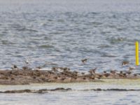 Calidris alpina, Calidris canutus et Calidris ferruginea Surfklubben, Klagshamns udde, Malmö, Skåne, Sweden 20230724_0059