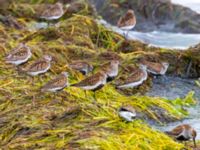 Calidris ferruginea Surfklubben, Klagshamns udde, Malmö, Skåne, Sweden 20230723_0060