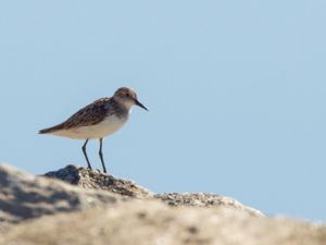 Calidris bairdii - Baird's Sandpiper - Gulbröstad snäppa