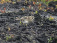 Calidris bairdii Sebybadet, Mörbylånga, Öland, Sweden ad 20070725 107