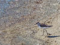 Calidris bairdii ad Council road-Safety Sound, Nome, Alaska, USA 20140621_0447