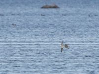 Calidris canutus 1cy Tygelsjö ängar, Malmö, Skåne, Sweden 20190929_0022