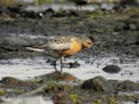 Calidris canutus ad Morups tånge, Falkenberg, Halland, Sweden 20050722 035