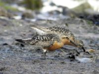 Calidris canutus ad Morups tånge, Falkenberg, Halland, Sweden 20050722 138