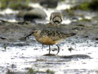 Calidris canutus ad Morups tånge, Falkenberg, Halland, Sweden 20050722 148