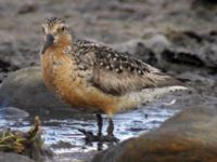 Calidris canutus ad Morups tånge, Falkenberg, Halland, Sweden 20050722 152