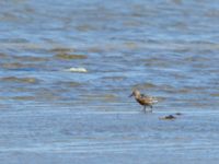 Calidris canutus ad Tygelsjöbäckens mynning, Tygelsjö ängar, Malmö, Skåne, Sweden 20200722_0016