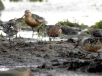 Calidris ferruginea ad et Calidris canutus ad Morups tånge, Falkenberg, Halland, Sweden 20050722 046