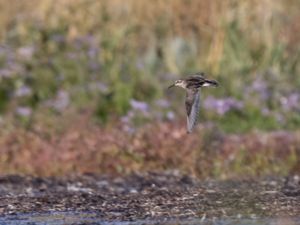 Calidris falcinellus - Broad-billed Sandpiper - Myrsnäppa