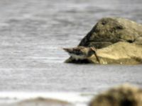 Calidris falcinellus ad Sebybadet, Mörbylånga, Öland, Sweden 20050529 564