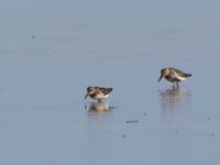 Calidris falcinellus et Calidris alpina Skanörs revlar, Falsterbohalvön, Vellinge, Skåne, Sweden 20130817_0132