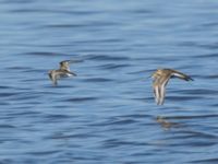 Calidris falcinellus et Calidris alpina Tygelsjö ängar, Malmö, Skåne, Sweden 20160819_0059