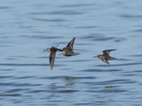 Calidris falcinellus et Calidris alpina Tygelsjö ängar, Malmö, Skåne, Sweden 20160819_0061