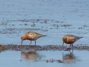 Calidris ferruginea - Curlew Sandpiper - Spovsnäppa