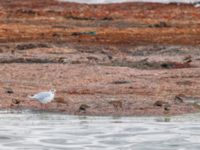 Calidris alpina et Calidris ferruginea Surfklubben, Klagshamns udde, Malmö, Skåne, Sweden 20230723_0063