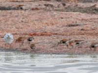 Calidris alpina et Calidris ferruginea Surfklubben, Klagshamns udde, Malmö, Skåne, Sweden 20230723_0066