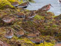 Calidris alpina et Calidris ferruginea Surfklubben, Klagshamns udde, Malmö, Skåne, Sweden 20230723_0075