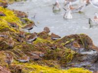 Calidris alpina et Calidris ferruginea Surfklubben, Klagshamns udde, Malmö, Skåne, Sweden 20230723_0083