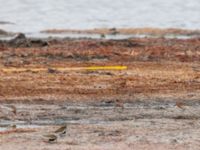 Calidris ferruginea Surfklubben, Klagshamns udde, Malmö, Skåne, Sweden 20230723_0016