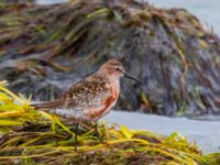 Calidris ferruginea Surfklubben, Klagshamns udde, Malmö, Skåne, Sweden 20230723_0072